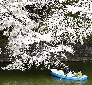 Visitors ride a boat as they enjoy fully bloomed cherry blossoms at Kitanomaru National Garden in Tokyo.