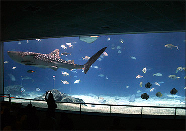A tourist takes a picture of a whale shark at the National Museum of Marine Biology and Aquarium in Checheng Township, in Pingtung.