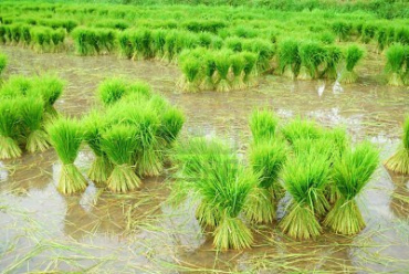 Thailand produces 314 million metric tonnes of rice.