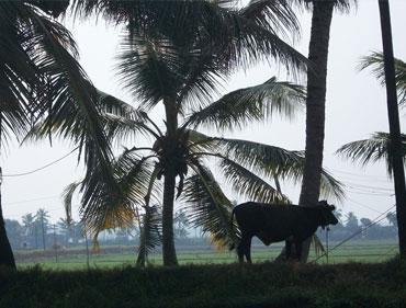 Kerala.