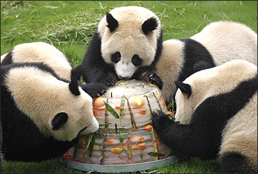 Giant pandas enjoy a cake made from ice and fruits at Shanghai.