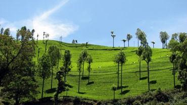 Silas Tea Estate, Ooty