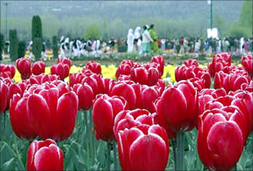 Tourists walk inside Kashmir's tulip garden in Srinagar.