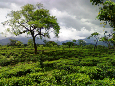 There has not been any sustained campaign by the government to promote tea.
