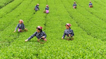 China exported 302 million kilogrammes of tea in 2010.