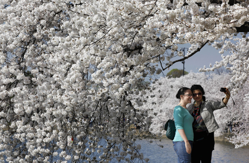 Tourists take pictures of the cherry blossom trees around the Tidal Basin in Washington.