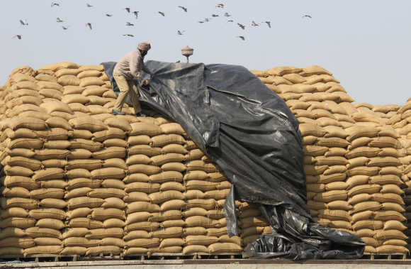 A worker uses a plastic sheet to cover sacks of rice at a wholesale grain market in Chandigarh.