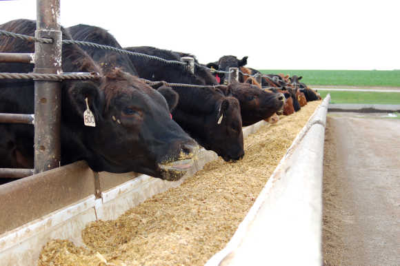 Beef cattle feed on the Wulf farm in Morris, Minnesota.