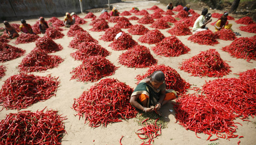 Workers remove stalks from red chilli at a farm in Shertha village on the outskirts of the western Indian city of Ahmedabad.