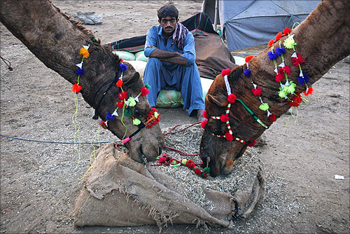 A man feeds his camels while waiting for customers in a cattle market in the outskirts of Karachi.