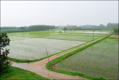 A paddy field in Punjab.