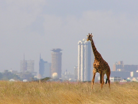 A giraffe at Nairobi National Park.