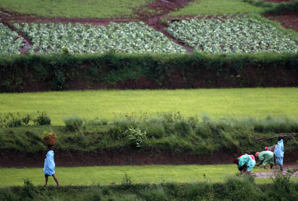 Tribal farmers work in a field in the Koraput district, Orissa.
