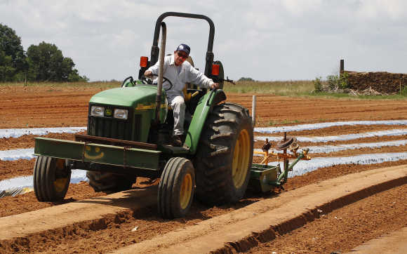 Litto Sanchez sets up rows for the planting of tomatoes in Oneonta, Alabama.