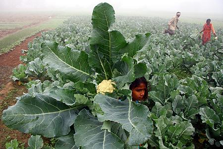 A farmer and his family work at their cauliflower field amid dense fog during early morning on the outskirts of Chandigarh.