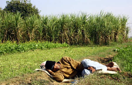 A farmer sleeps next to a sugarcane field in the village of Dumchhedi in Punjab.