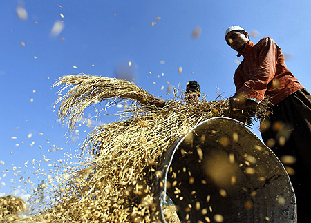 Kashmiri farmers thresh paddy on a drum during the harvest in Shariefabad on the outskirts of Srinagar.