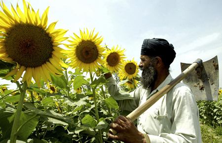 Kashmir Singh, 56, a farmer, inspects his sunflower crop in a field at Dharar village on the outskirts of the northern Indian city of Amritsar.