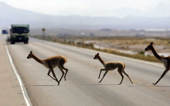 A wild family of vicunas cross a road in the Bolivian highlands. These South American camelids are relatives of the llama and the alpaca and produce small amounts of extremely fine wool.