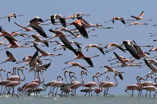 Flamingos fly over a reserve near the town of Manaure, Guajira province, Colombia