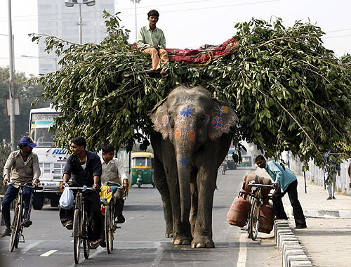 An elephant loaded with tree branches walks down a busy road in New Delhi.