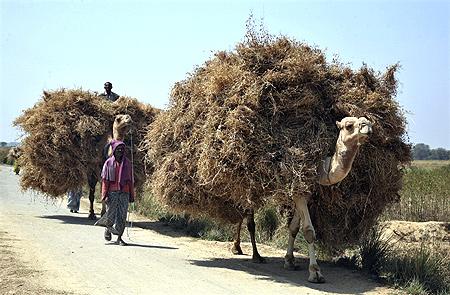 Farmers transport wheat crop on camels at Pipalgaon village.