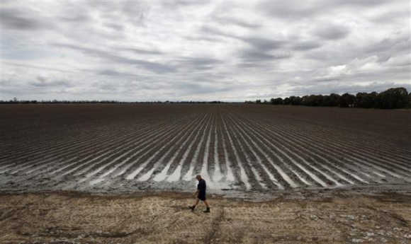 Irrigation farmer Wayne Newton walks along the edge of a newly planted cotton crop on his farm near Dalby, 180km west of Brisbane, Australia.
