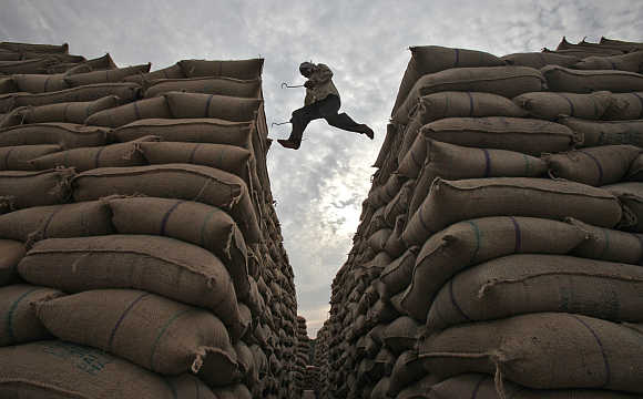 A worker leaps over stacked sacks of paddy at a wholesale grain market in Chandigarh.