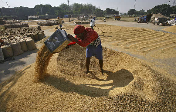 A labourer spreads paddy for drying at a wholesale grain market in Chandigarh.