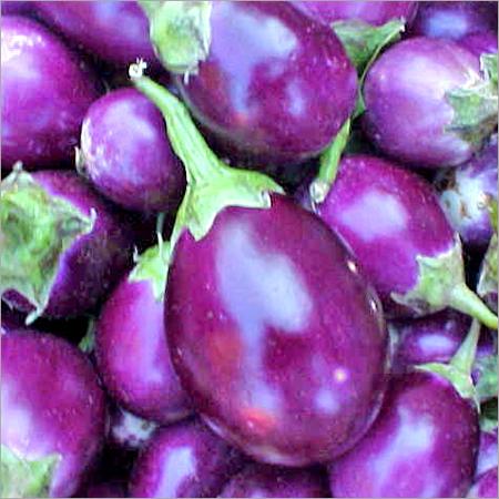 Bt Brinjal Pictures