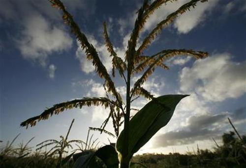 Sweet corn is seen in the field.