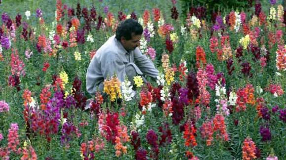 Imported flowers varieties are growing threat to Sikkim flower industry.
