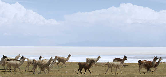 Llamas walk on the grass near the edge of the world's largest salt flats, the Salar de Uyuni, at the village of Coquenza in Bolivia.