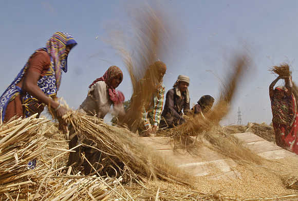 Labourers thresh paddy crop in a farm at Sanand in Gujarat.
