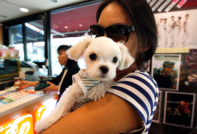 A woman carries her puppy inside a store on the trendy Garosugil.