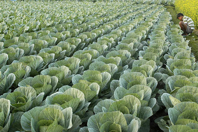 A cabbage field at Chandapur village, northeast of Agartala.