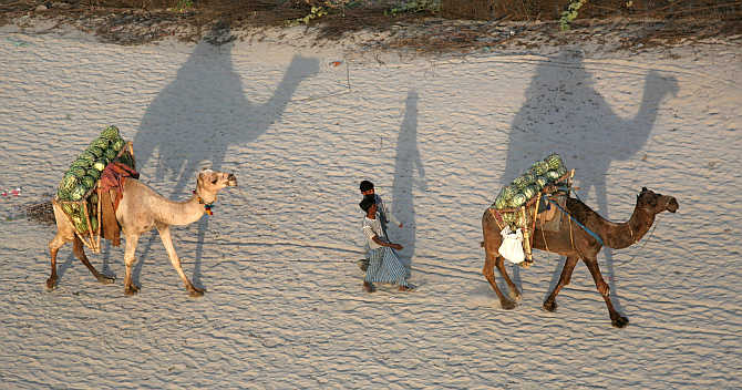 Farmers walk with their camels carrying watermelons towards a market on the banks of Ganges in Allahabad.