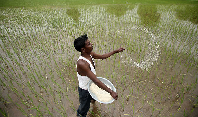 A farmer casts pesticides on his rice paddy field on the outskirts of Ahmedabad.