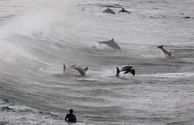 A surfer watches a group of dolphins leap in the waters of Bondi Beach in Sydney, Australia.