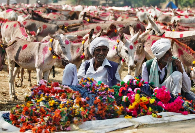 Vendors selling decorative items for donkeys wait for customers during an annual donkey fair at Vautha, 49 km south of Ahmedabad.