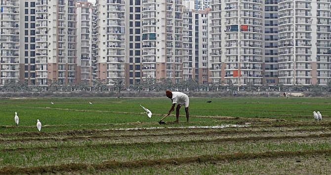 A farmer works in a wheat field against the backdrop of residential apartments undergoing construction in Noida.