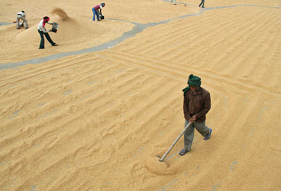 Workers spread wheat to dry at a wholesale grain market in Chandigarh.