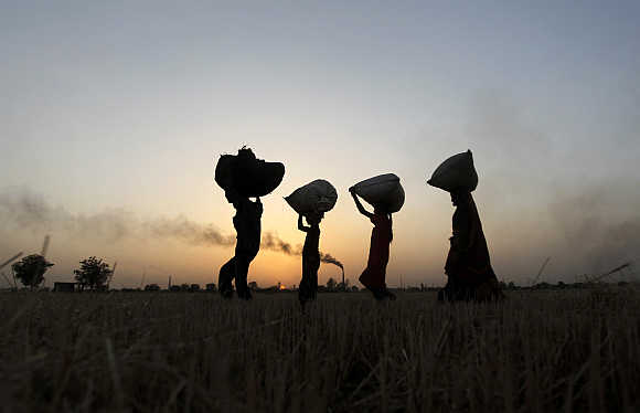 Labourers carry harvested wheat as they walk in a field on the outskirts of Ahmedabad.