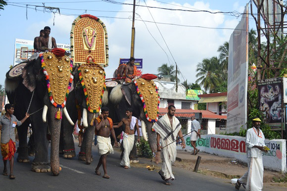 Elephants walk on the road during a temple festival.