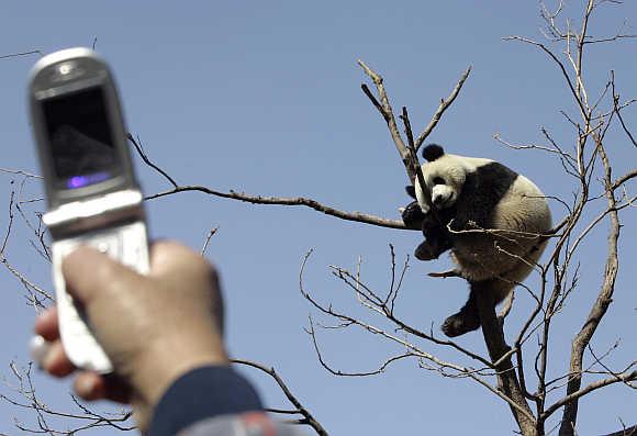 A visitor uses a mobile phone to take a photo of a giant panda sleeping in a tree in Beijing Zoo.