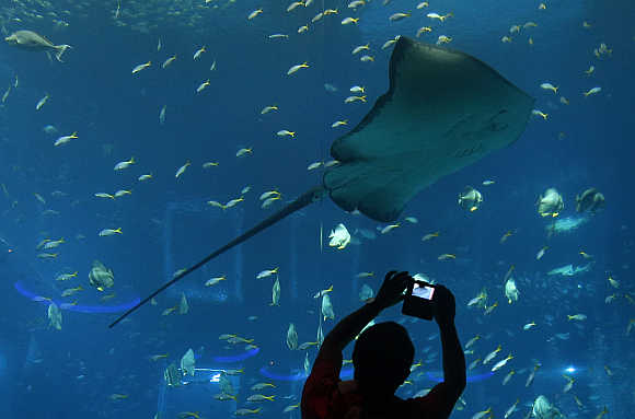 A man takes pictures of a stingray in the Resorts World Sentosa's Aquarium in Singapore.