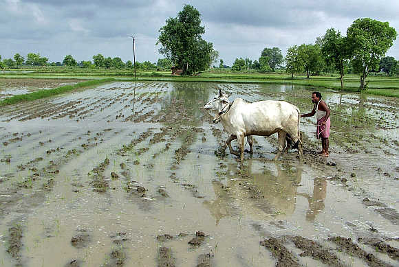 A farmer ploughs his rice field after heavy rainfall in Mathura.