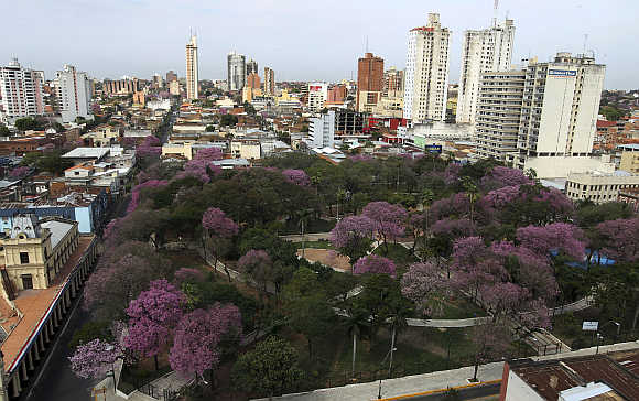 Lapacho trees, Paraguay's national tree, are seen in bloom against the backdrop of the city in Asuncion.