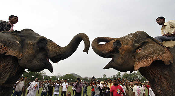 Two elephants fight during a traditional rural sports festival in Boko, Assam, India.