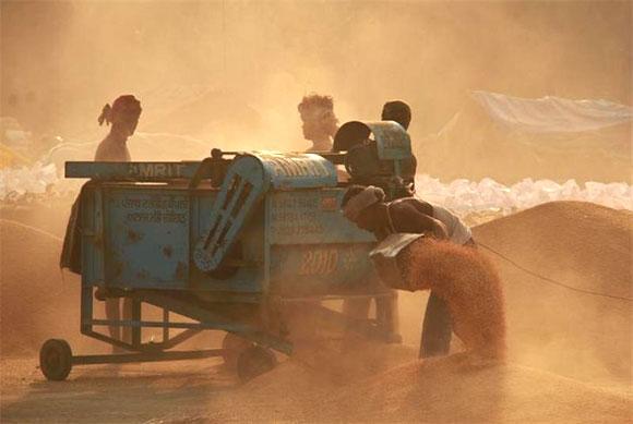 A labourer spreads paddy for drying at a wholesale grain market in Chandigarh.